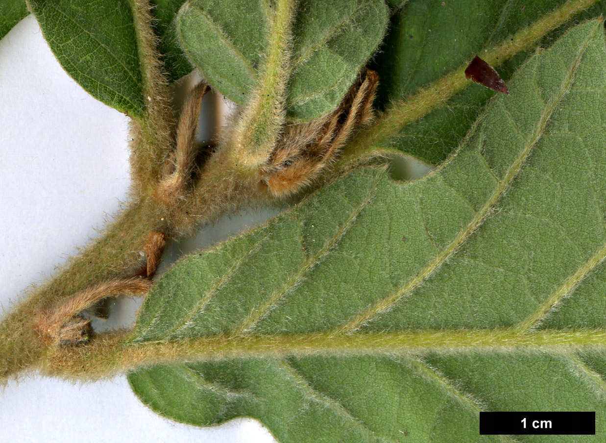 High resolution image: Family: Fagaceae - Genus: Quercus - Taxon: aliena × dentata subsp. yunnanensis High resolution image: Family: Fagaceae - Genus: Quercus - Taxon: aliena × dentata subsp. yunnanensis